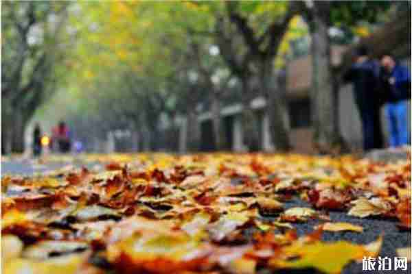 上海哪里可以賞紅楓葉