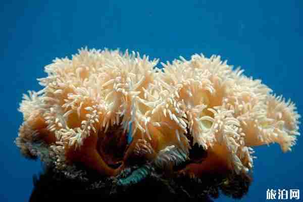 大連圣亞海洋世界游玩路線推薦