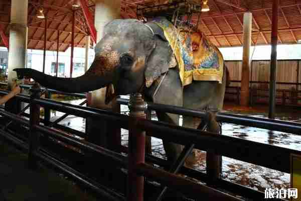 泰國東芭樂園怎么樣 門票價格與表演時間分別是什么時候