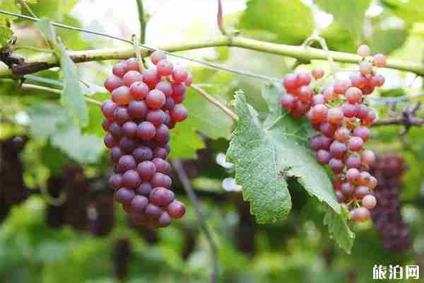 武漢采摘園推薦表2019地址+門(mén)票+交通