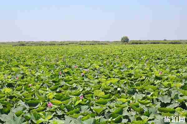 洪湖一日游景點(diǎn)攻略