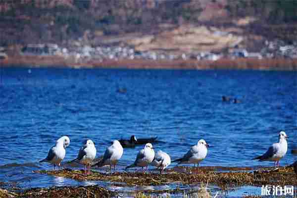丽江网红打卡地有哪些