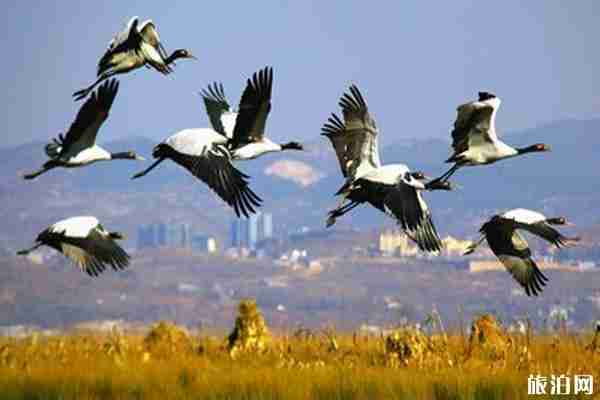 威宁草海最佳旅游时间是什么时候 2019威宁草海旅游攻略