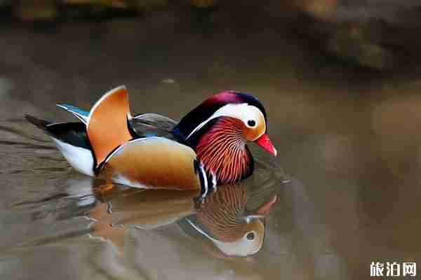 大连鸟语林门票多少 有哪些好玩的地方