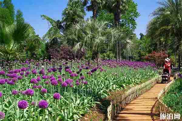 昆明植物园几点开门 门票+交通