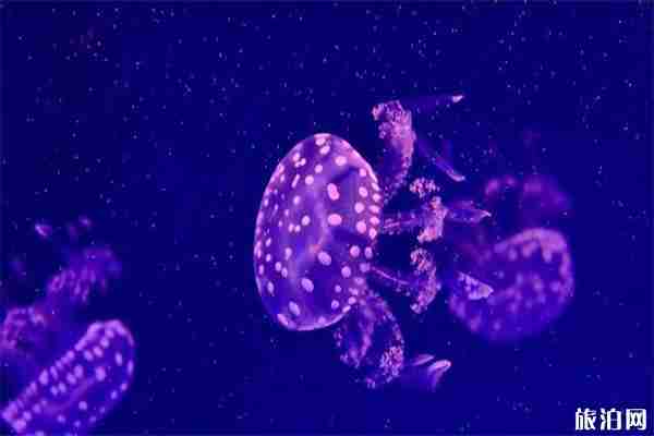 南宁极地海洋世界 开放时间+门票