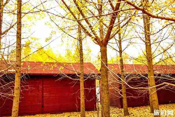 邳州银杏时光隧道好看吗 什么时候去最好