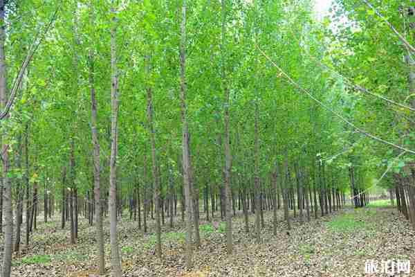 山东微山湖在哪里 周边哪些好玩的景点