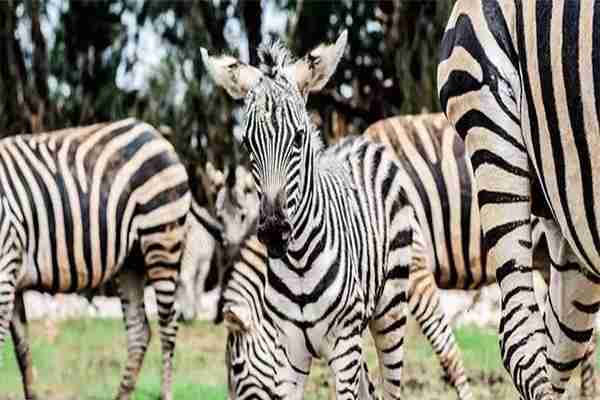 云南野生动物园和昆明动物园哪个好玩
