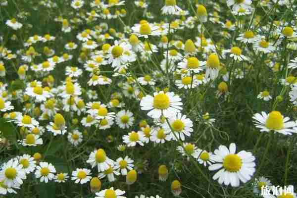 蔚然花海秋季有哪些花