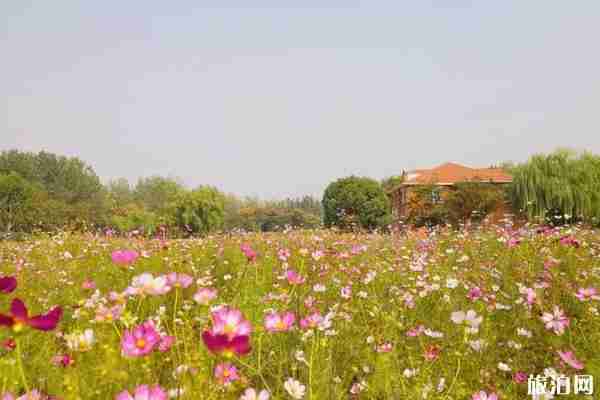 南京格桑花海在哪里看+门票+交通