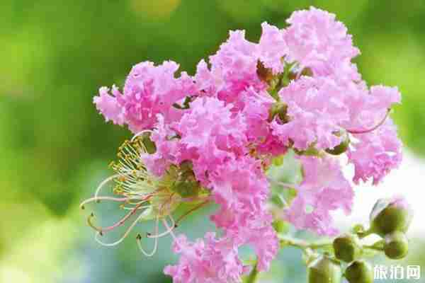 秋季武汉周边赏花攻略