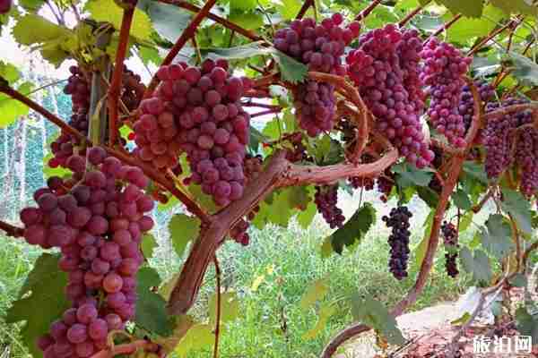 2019年秋天郑州葡萄采摘园在哪里（采摘期+地址+品种）