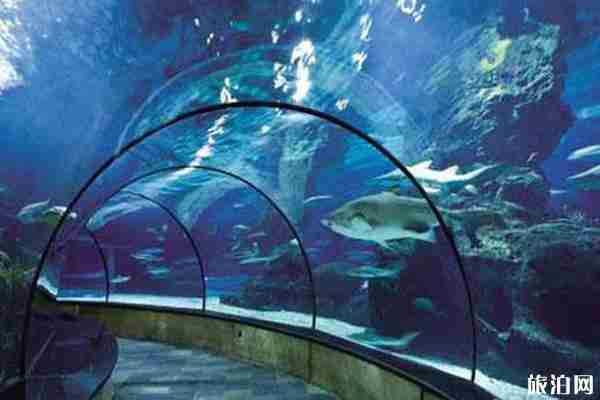 2019北京亲子夜宿奇妙海洋馆时间+地点+门票+活动安排