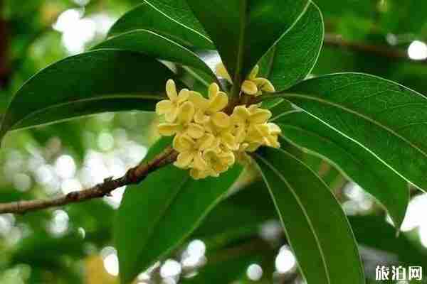 成都桂花哪里最好看