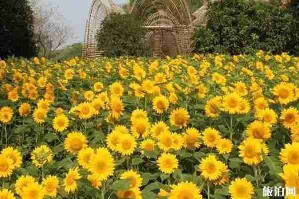无锡九月赏花景点整理