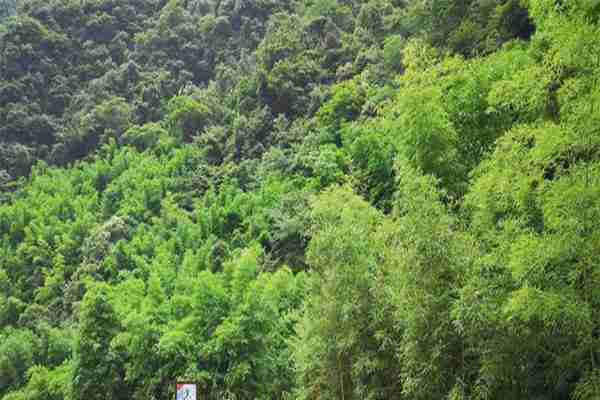 三峡竹海景区可以刷宜昌旅游年卡吗