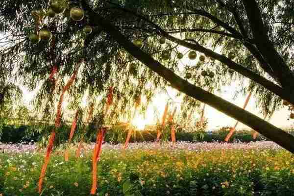 南京格桑花的地方有哪些