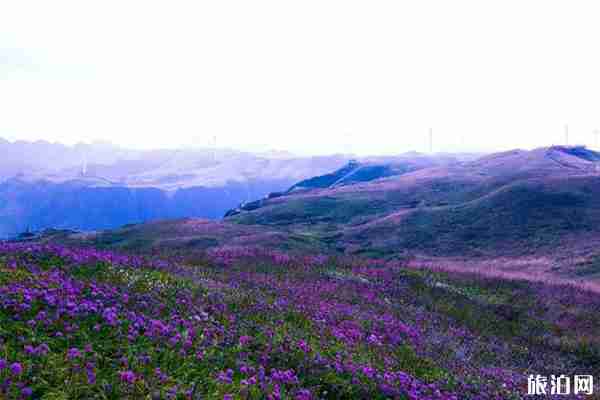 中國最美花海圣地在哪里 最佳觀賞時間是什么時候