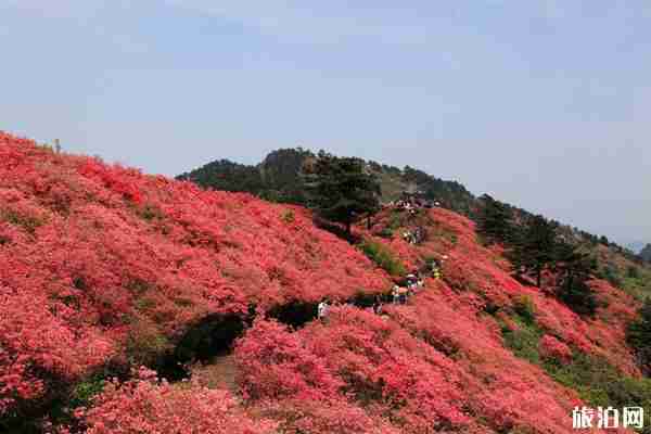 昆明轎子雪山旅游交通指南