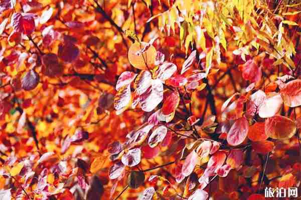 房山周口店坡峰岭风景区好玩吗 门票多少钱