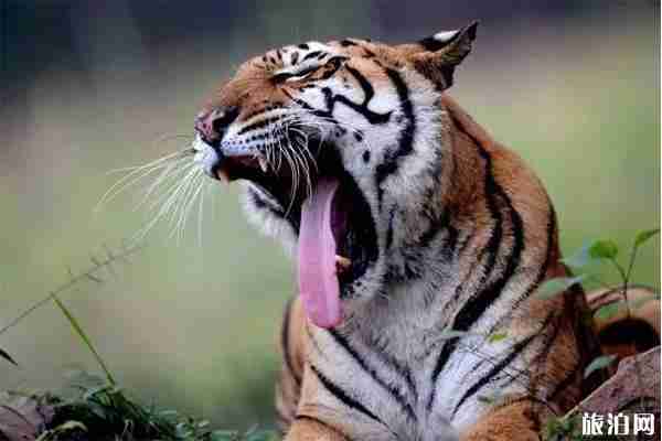 重庆乐和乐都门票多少钱 附教师节优惠政策信息