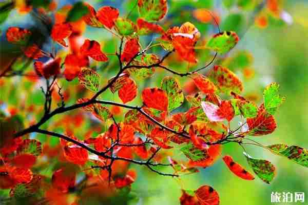 河南焦作有什么好玩的 焦作熱門景點