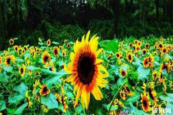 常州圩墩公園向日葵花期 什么時(shí)候開(kāi)
