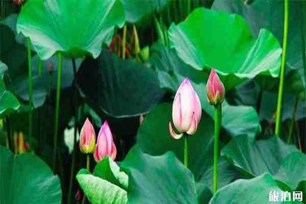 沈陽有哪些安靜的小眾景點