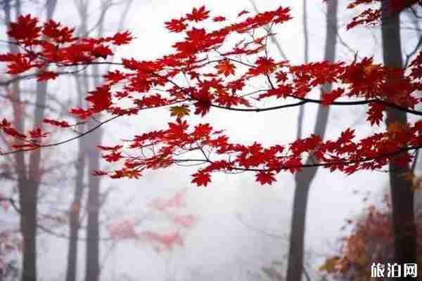 秋天采摘的地點推薦