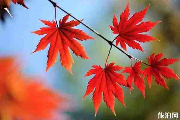 南京枫叶观赏地推荐