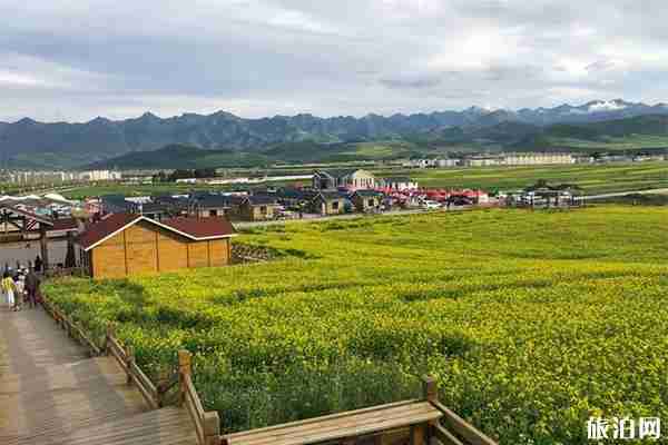 门源青石嘴镇看油菜花海怎么样 自驾游交通路线