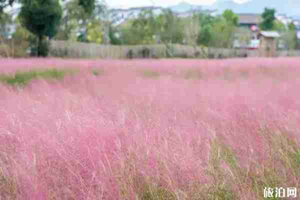 浦江粉黛乱子草在哪