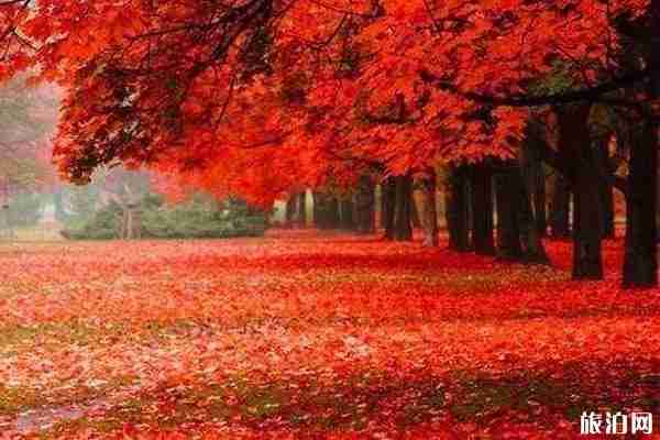 中国枫叶最好看的地方推荐+观赏时间