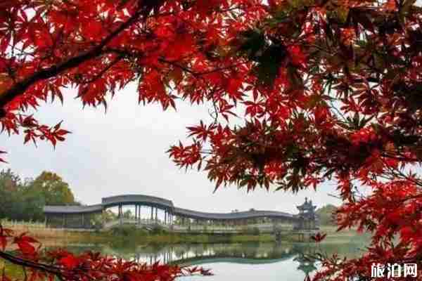 岳麓山枫叶什么时候红 岳麓山枫叶观赏地点攻略