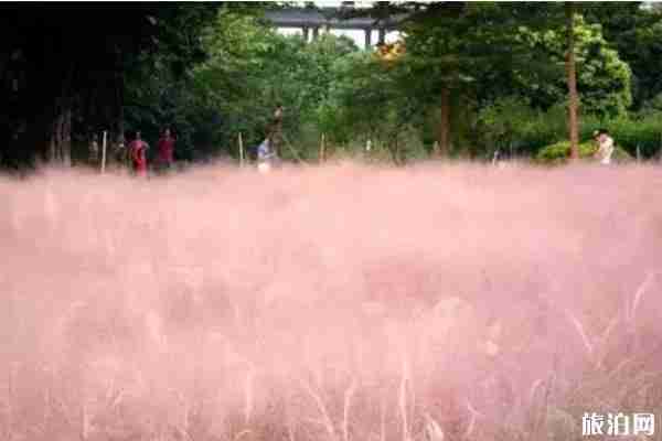 广东粉黛乱子草地点推荐