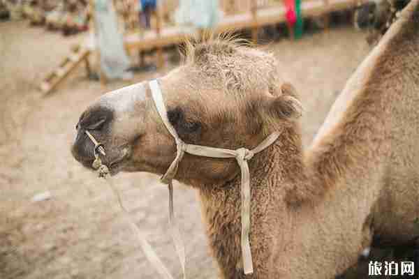 玉龙沙湖怎么走 景区项目门票一览