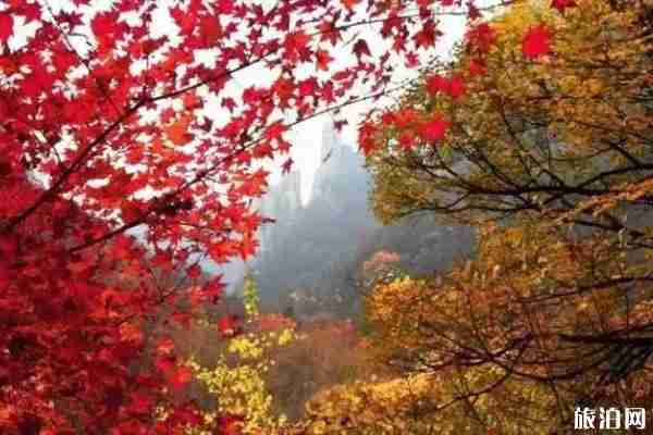 秦皇島賞楓葉去哪里