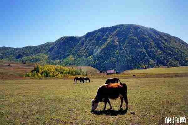 贾登峪国家森林公园景观怎么样 如何到达