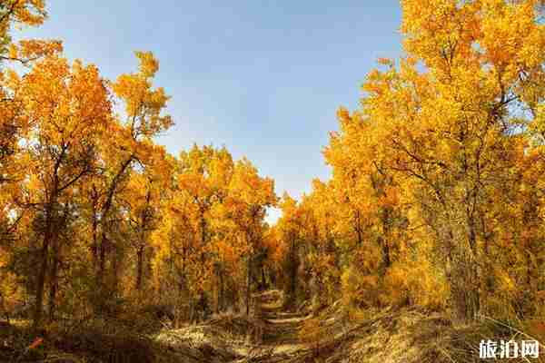 塔里木胡杨林最佳参观时间是什么时候