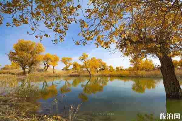 新疆有哪些秋季绝美胡杨林