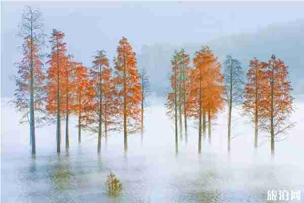 浙江红叶哪里最好看