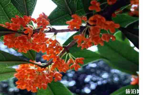 成都桂花最多的地方推荐