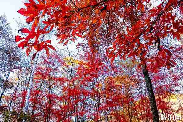 长春红叶谷最佳参观时间+交通信息
