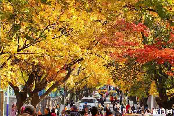 山東銀杏觀賞地方推薦