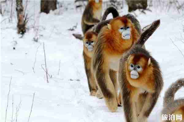 2019年12月2日至12月8日神農架門票免費政策+游玩信息