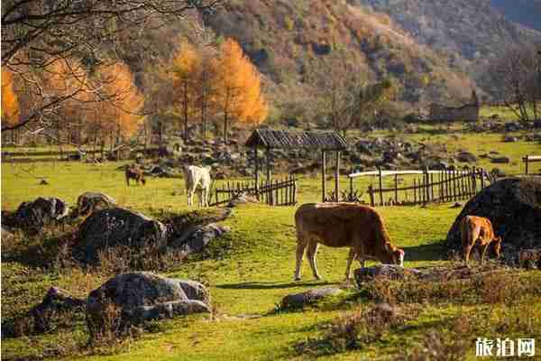 留壩秋天有什么好看的景色