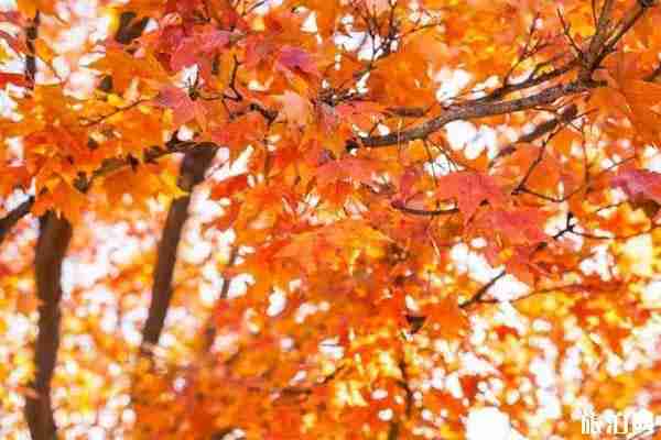 成都雙流哪里可以看紅葉的地方推薦