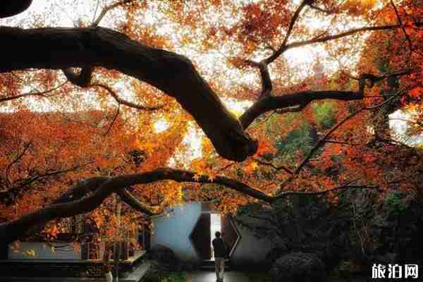 杭州楓葉哪里最多