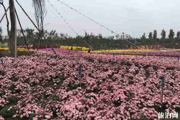 2019白马湖菊花展开展时间地址活动介绍